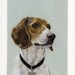 custom portrait painting of your pet - 4x6