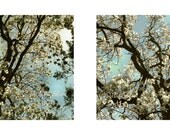 Magnolia Photography, Large Wall Art, Tree Art, Nature Photography, Tree Photo Set, Magnolia Photo, Teal Decor, Teal Wall Art