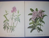 Set of 4 Vintage 1953 Color Prints  Wild Flowers of America Bookplates