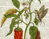 1600's botanical artwork XIII - printed on page from old dictionary