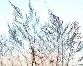 Sunset Romp - 11x16 Fine Art Print - Nostalgic - Spring - Springtime - Dreamy - Surreal