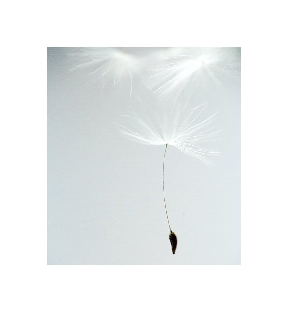 Floral art -  Spring Ballet 1 - Fine art photography print - Dandelion - 7x8