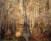 Trees Lake Art Print Bayou Photography Water Red Cypress Trees 8x10 Louisiana Bayous Southern History Land Art Photography 118