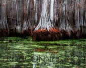 Bayou Art Print Fall Trees. Water Moss Print. Lake Photography. 8x10 Red Fall Louisiana Swamps Bayou Mystical Art Photo 194