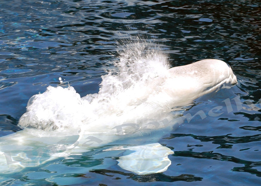 White Beluga Whale splashing to the surface  fine Art Photography Metallic 5x7 photo