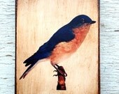 Vintage Blue Bird Specimen 1904 -  Small Wall Art