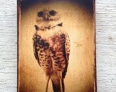 Wall Art - Owl 5   -photo portrait  small wall art 4x6