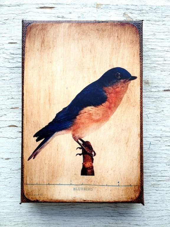 Vintage Blue Bird Specimen 1904 -  Small Wall Art