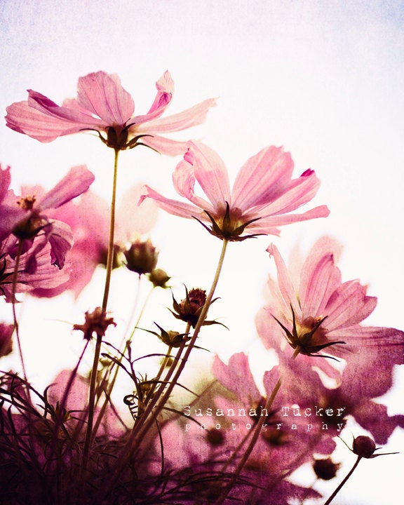 Her Secret Garden - 8x10 pink Floral Photograph - room decor wall art pink cosmos  flowers garden for her feminine pastels