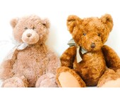 Brown Bears - 8x12 signed photo