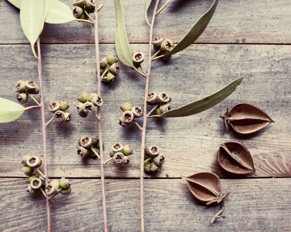 Nature collection, seed pods, nature photography, still life photograph, sage green, brown, wood, rustic wall art - Collection one