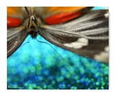 Butterfly Print 11X14 Photograph...Nature Woodland Tribal Entomology Forest Blue Butterfly Insect Nature Lover Natural World