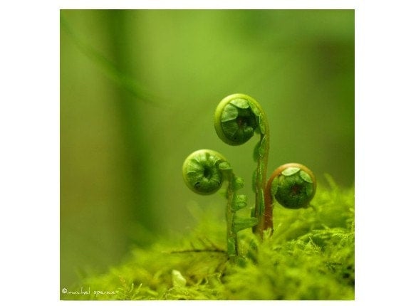 Fern In The Forest Photograph...Affordable Home Photography Prints Nature Photography Decor Nature Lover Woodland Scene