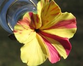 HUMMINGBIRD FEEDER--Four O'Clock in Yellow and Magenta on Wide Mouthed Bottle