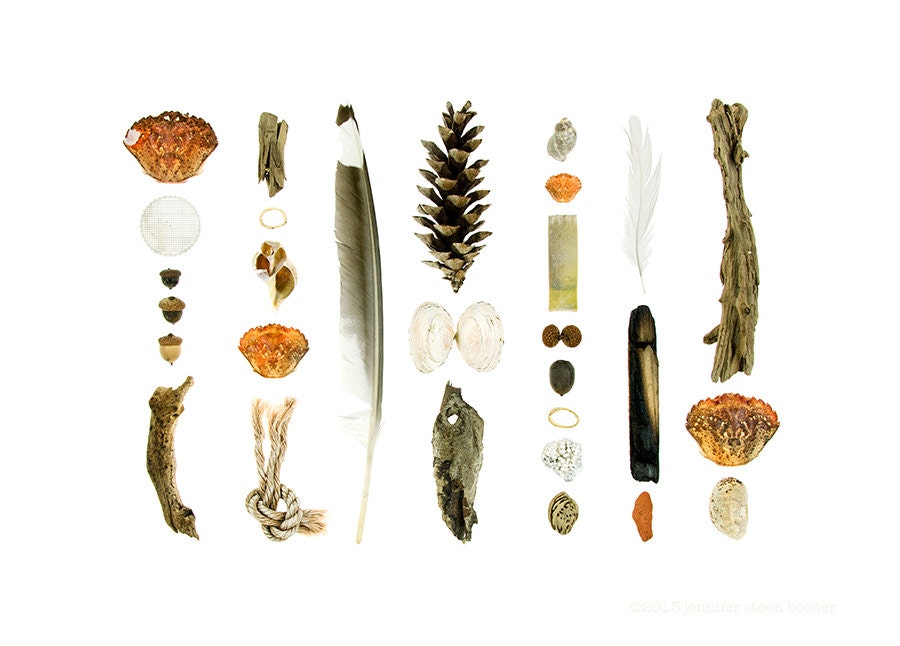 Beachcombing Series No.67, 8 x 10 photograph - crab shells, driftwood, and other flotsam found on the coast of Maine