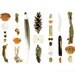 Beachcombing Series No.67, 8 x 10 photograph - crab shells, driftwood, and other flotsam found on the coast of Maine