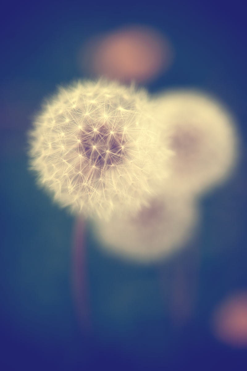 Dandelion nature photography in blue and green - 8x10 - Fine art photograph