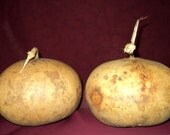 Dried, Cleaned, Craft Ready  Gourds,Round Gourds (Item A5)