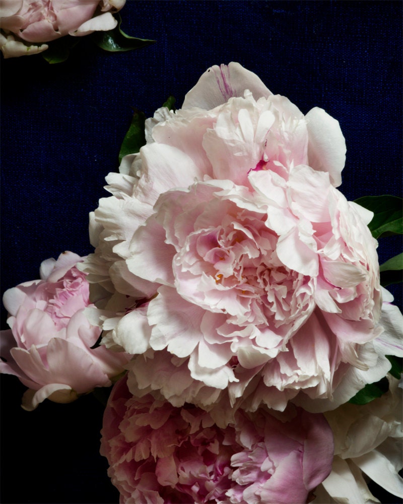 Flower Photograph No. 9368