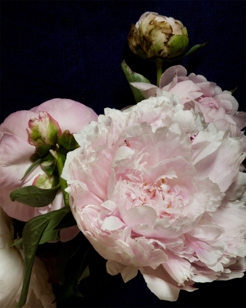Flower Photograph No. 9382