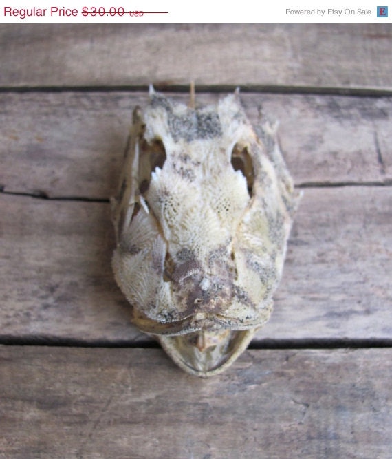 SALE // vintage fish skull