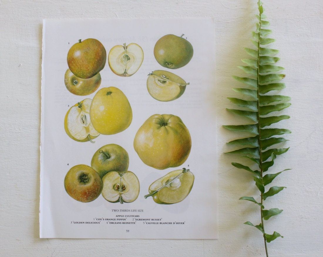 Vintage Botanical Print  - Apples  - 1973 - Tropical