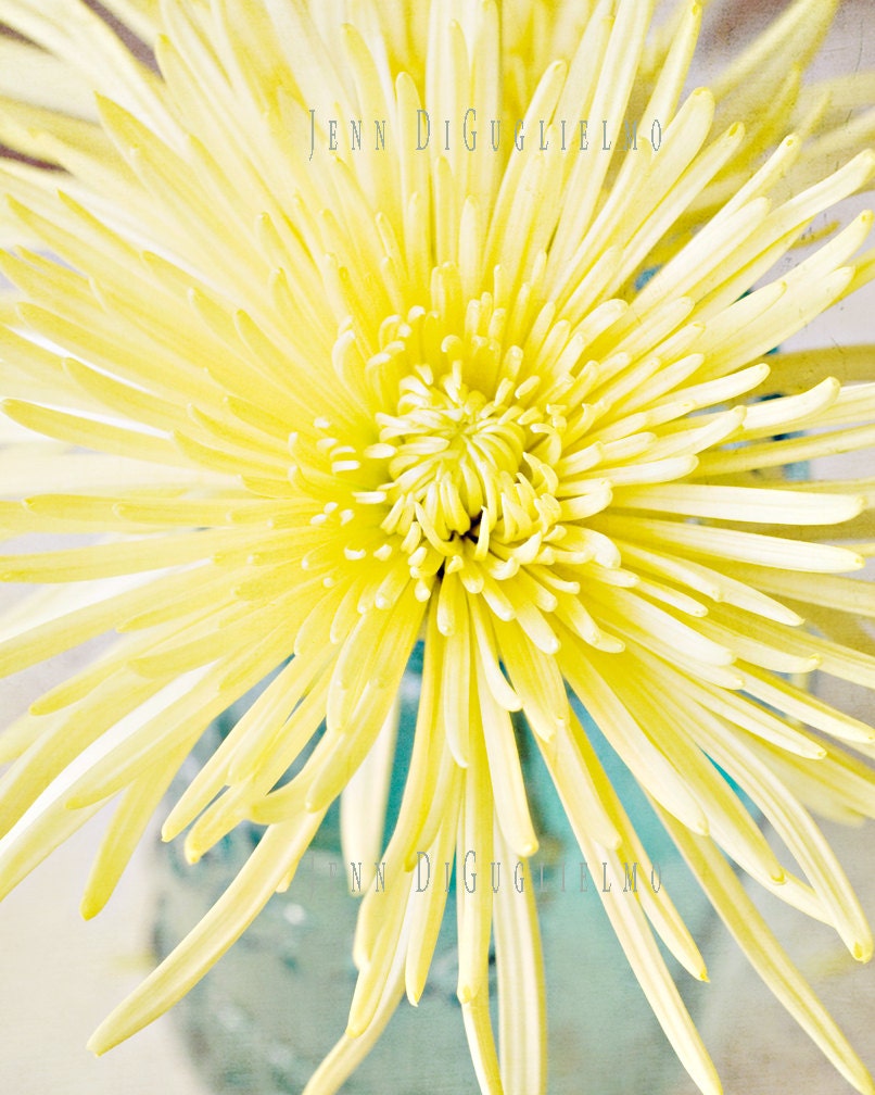 Nature photography -  Fine art flower photograph. Yellow summer floral. Cottage style wall print fine photography