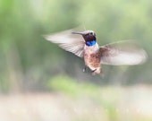 Nature Photography, Bird in Flight, Hummingbird Art, Bird Art, Peridot, Summer Green, 8x10