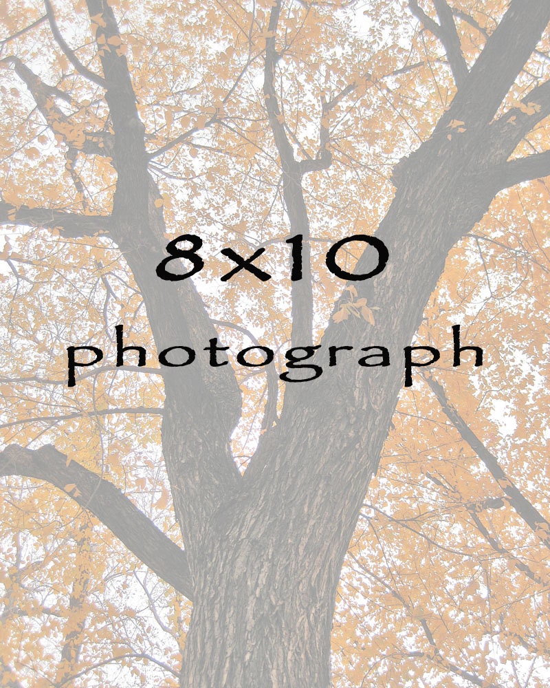 Colorado Photography Gallery -Nature Photography -8x10 Print -8x10 Wall Art -8x10 Photo -Home Decor Art -Photography Gift