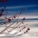 Nature Photography -Winter Garden -8x10 Print -Minimalist Nature Art -Home and Garden -Home Decor Art -Colorado Fine Art Photography