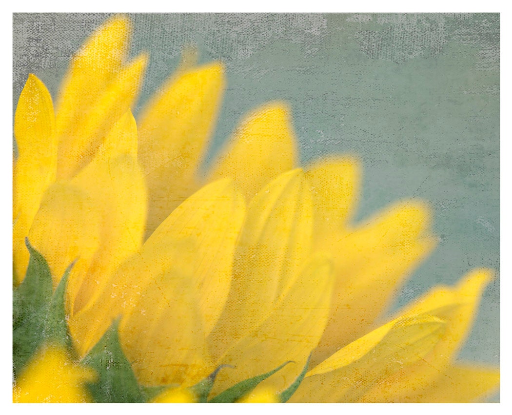 Sunflower Photograph, aqua, yellow, Sunny Days, nature fine art print 8x10