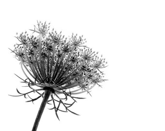 Black and White Queen Anne's Lace -Minimalist Nature Fine Art Photography