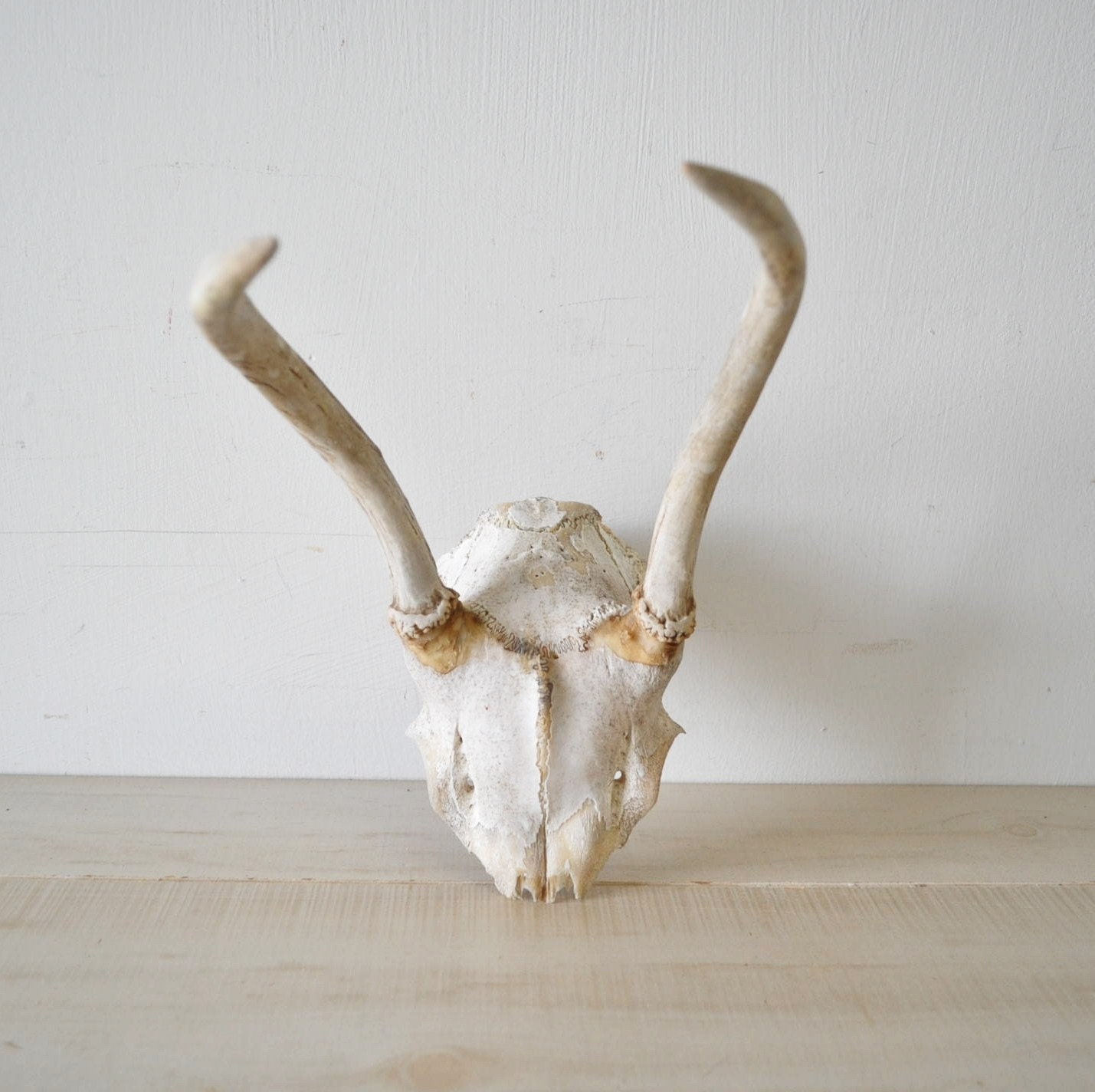 urban chic deer skull with antlers