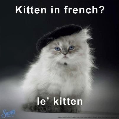 Cat Beret - Hand Felted Wool Pet Beret - French Puss