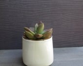 Succulent planter, small orange stripe planter, spring garden succulent pot with plant