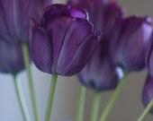 Stand Tall - 8x10
