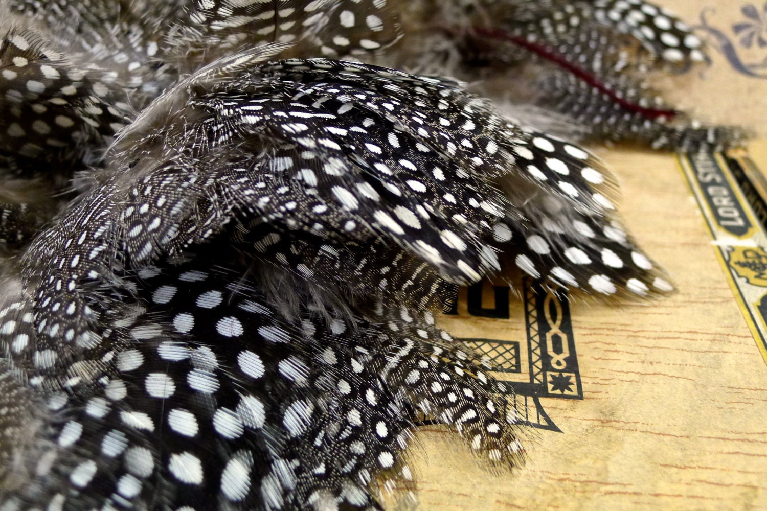 Spotted brown Guinea feathers in a ribbon roll 4 inch wide - vintage dead stock - 1 yard