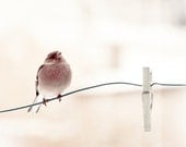 Bird photograph."Le pinson..."  Fine art photography print. 8x8 (20x 20cm)