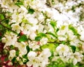 Spring Blossoms - 8 x 8 Fine Art Print - Dreamy Botanical Print