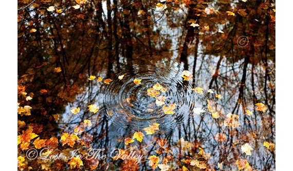 Nature Photo, Water Reflection Photograph, Home Decor, Autumn, Fall Leaves, Wall Art, Blue, Brown, Orange, 8x12 Fine Art Photography, fPOE