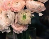 Paris Photography - Soft Pink Romantic Ranunculus for sale in Paris, France -  8x10 fine art photograph - flower decor