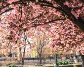 Paris Photography - Spring in Paris - Underneath the Cherry Tree- pink blossoms - 8x10 Paris Fine Art Photograph- affordable home decor