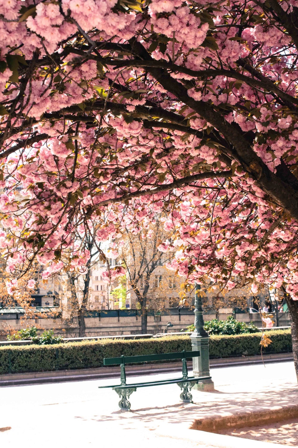 Paris Photography - Spring in Paris - Underneath the Cherry Tree- pink blossoms - 8x10 Paris Fine Art Photograph- affordable home decor