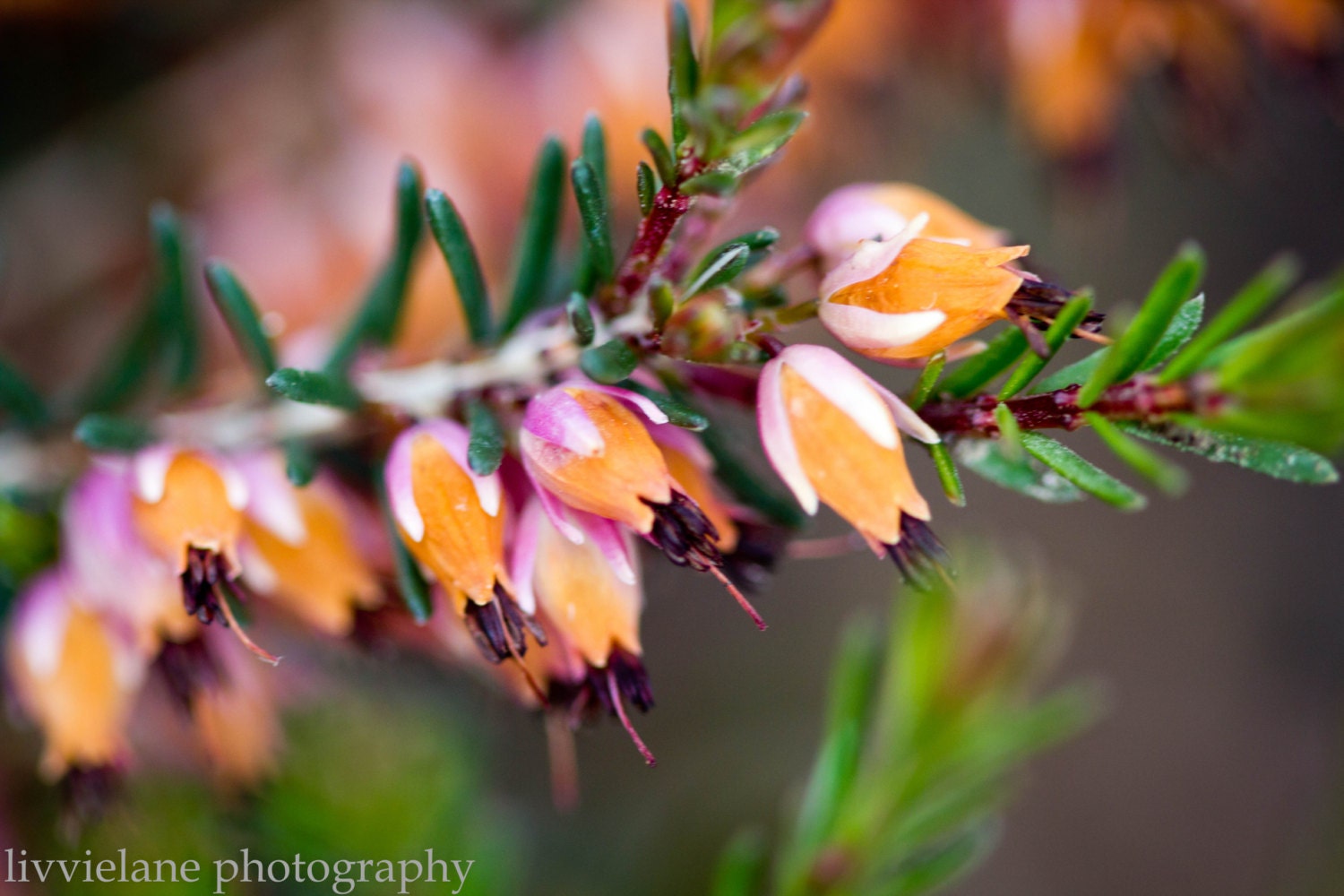 Nature photography - Perfectly Petite - 12 x 18 fine art color photograph - peach orange pink gray dark green