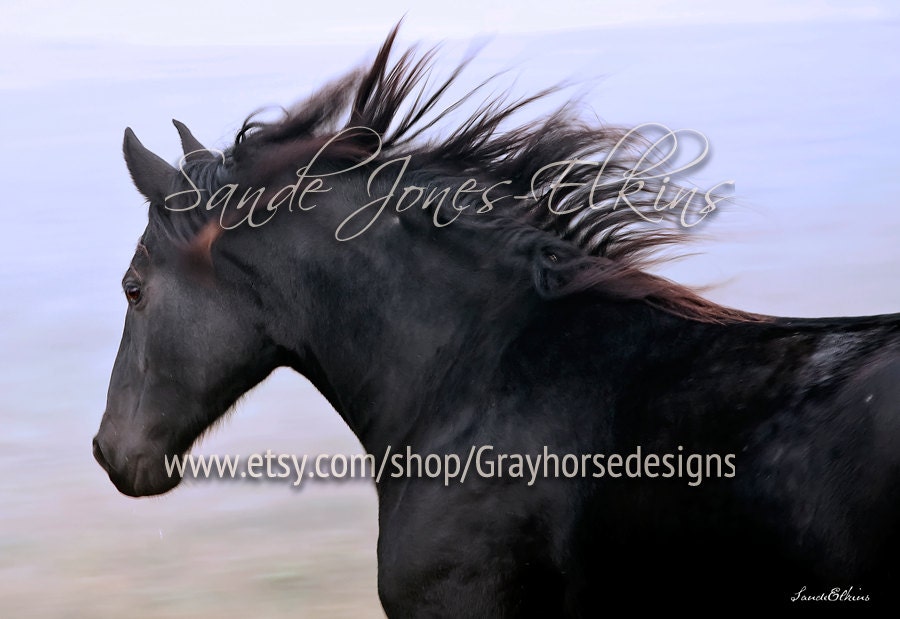 Flying Without Wings fine art photography print of beautiful black horse on the run