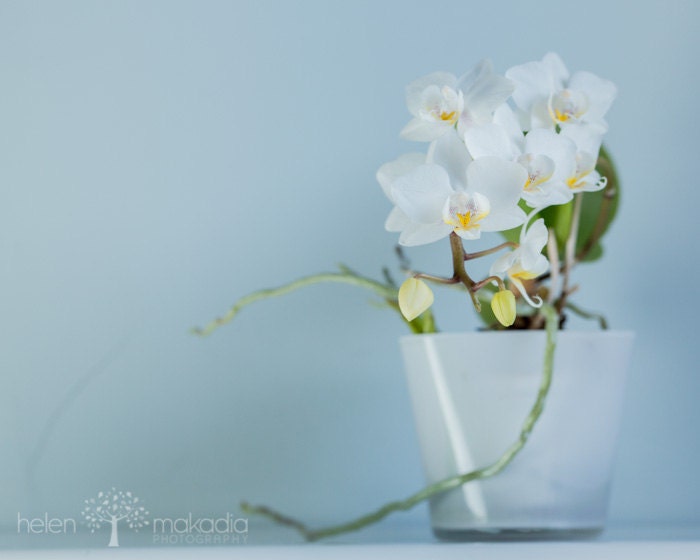 Fine Art Abstract Photograph. Blooming Orchid. Mini Orchid. White. Blue. Home Decor 8x10 Print