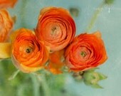 Fine Art Nature Photograph. Three Orange Ranunculus. Textured Blue Green Wall. Romantic Art & Home Decor. 8x12 Print