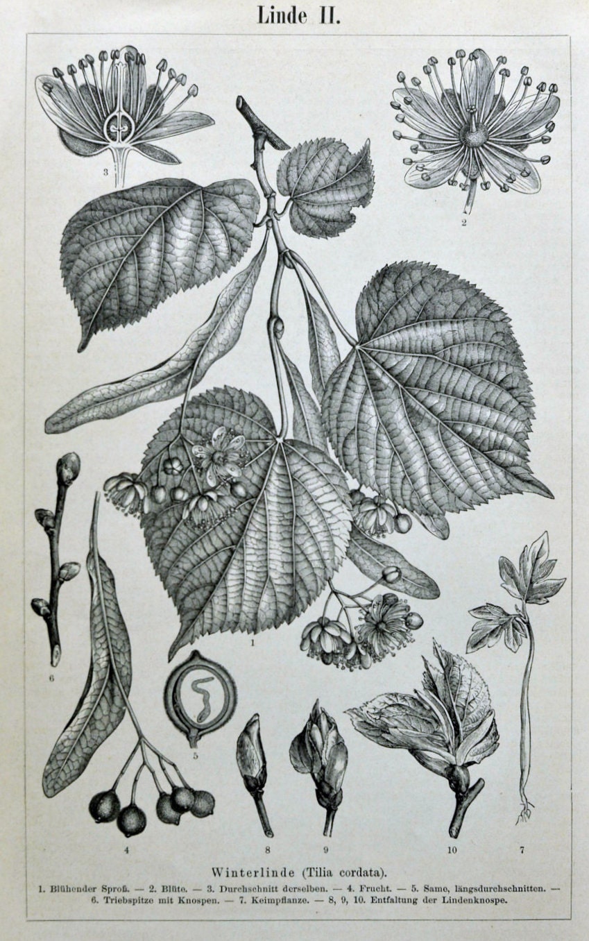 1895 German Back-to-Back Antique Engraving of Linden Tree and Leaves