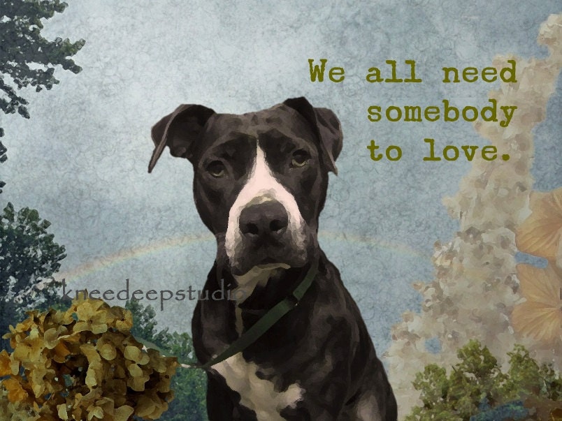 Love Quote Photograph Pit Bull dog portait 8x10 original fine art rescue dog romance wall decor