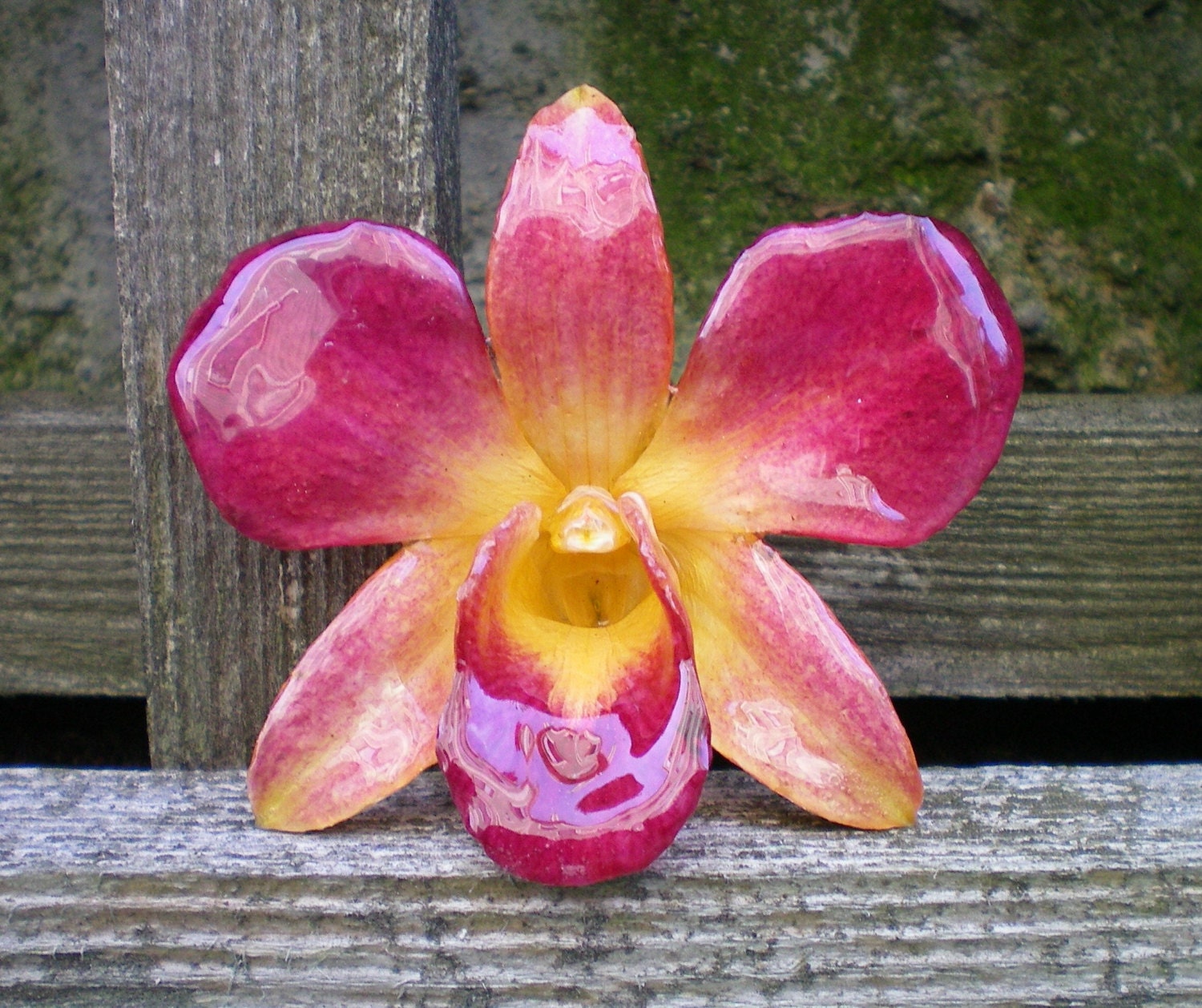 REAL Natural Rich Yellow, Magenta and Red ORCHID Pin and Pendant